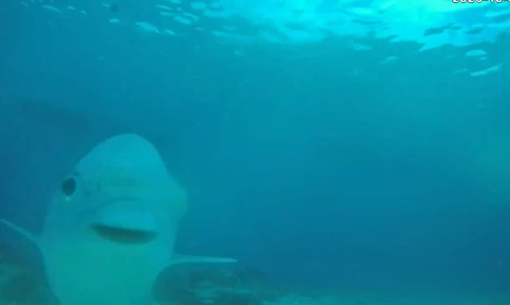 Vista subacuática de Cozumel