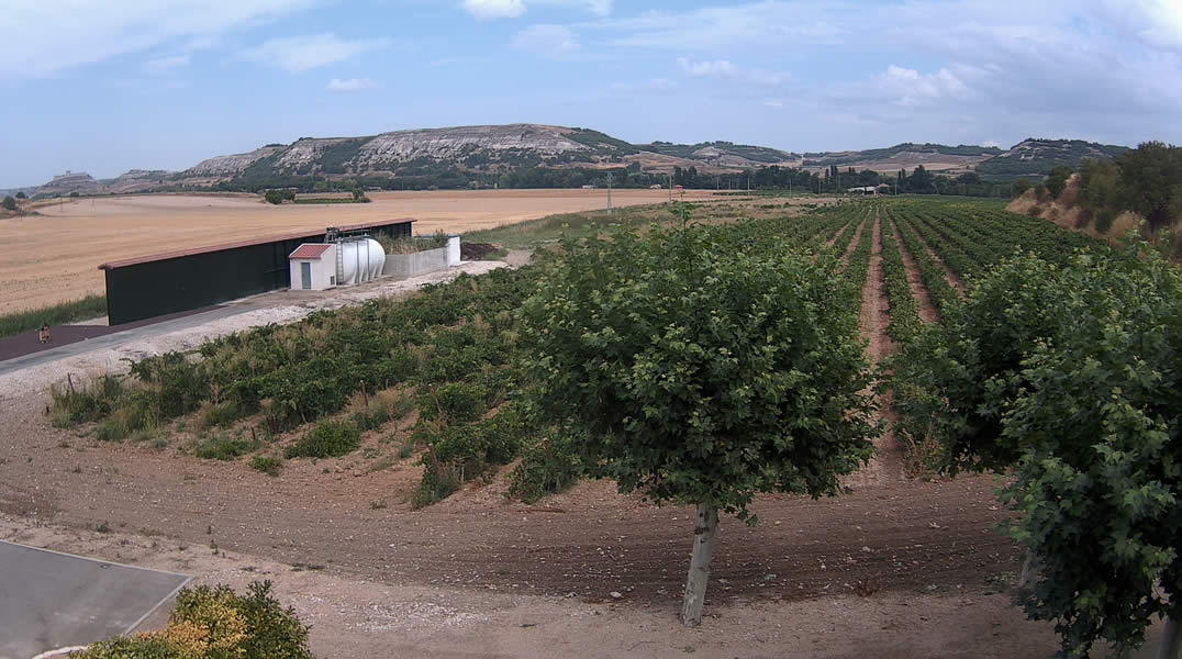 Virtus Bodegas, Ribera del Duero